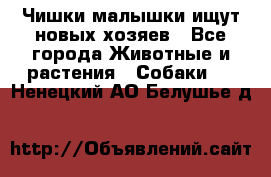   Чишки-малышки ищут новых хозяев - Все города Животные и растения » Собаки   . Ненецкий АО,Белушье д.